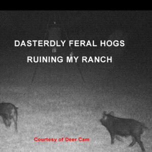 Feral Hogs