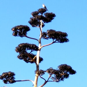 top of blooming century plant