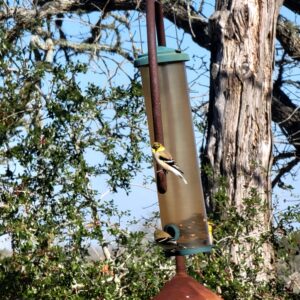 goldfinches going wild