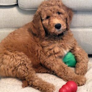 goldendoodle