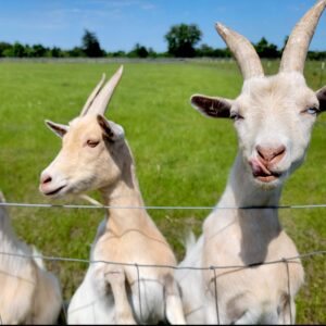 goats in Fayette County, Texas