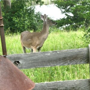 deer watching adding to laziness