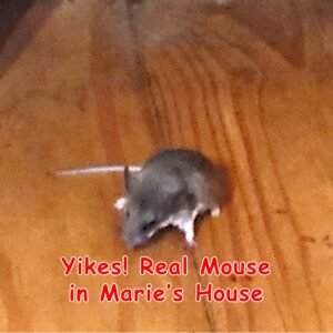 real mouse in Marie's house