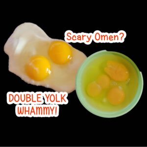 double egg yolk omens