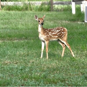 FAWN