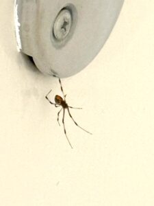 killing bugs