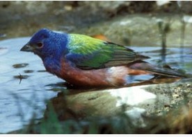 license to kill to protect painted bunting