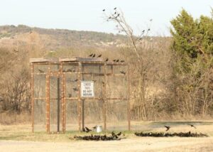 license to kill cowbird trap