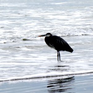 Boca Chica wildlife