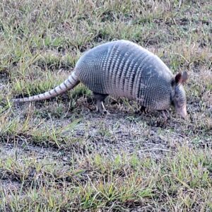 armadillo