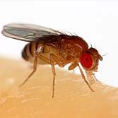 fruit fly